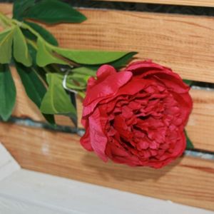 Pfingsrose rot