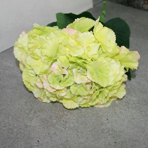Hortensie gelb