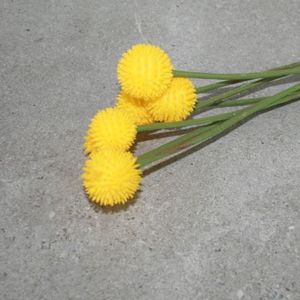 Craspedia Kunstblume