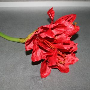 Amaryllis rot